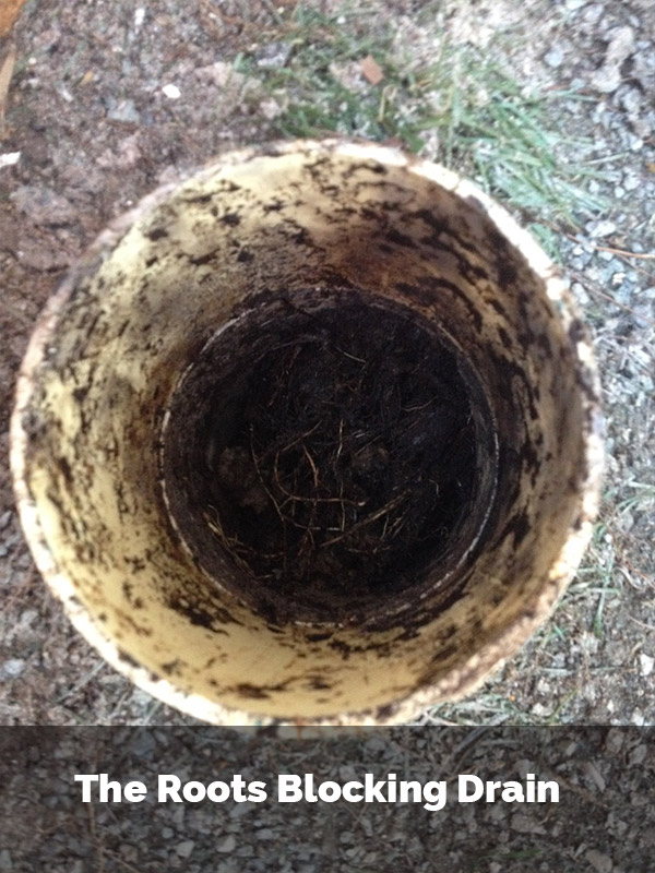 Drain Blocked by Tree Roots