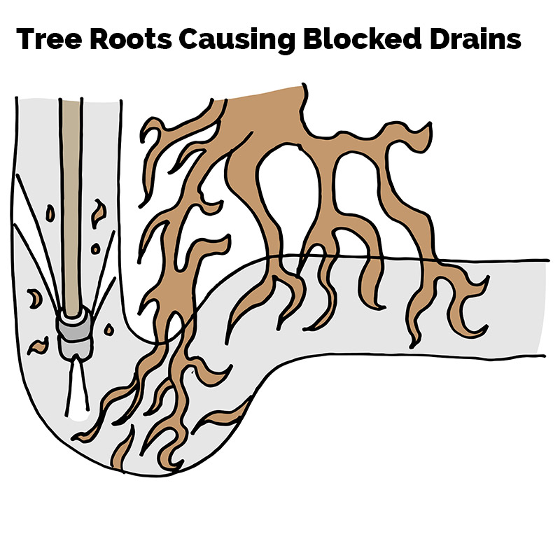 Tree Roots Causing Blocked Drains